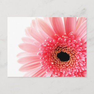 Postal Festiva Póster de Gerbera Daisy
