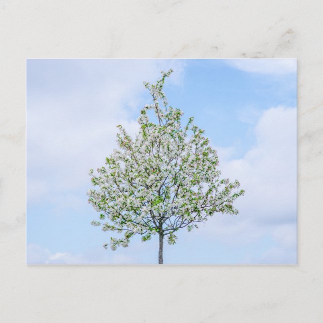 Postal Festiva Primavera - Feliz Pascua (Anverso)