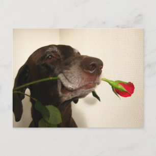 Postal Festiva puntero de la red rose valentine