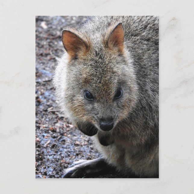 Postal Festiva Quokka (Anverso)