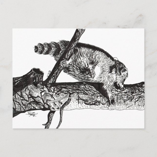 POSTAL FESTIVA RACCOON (Anverso)