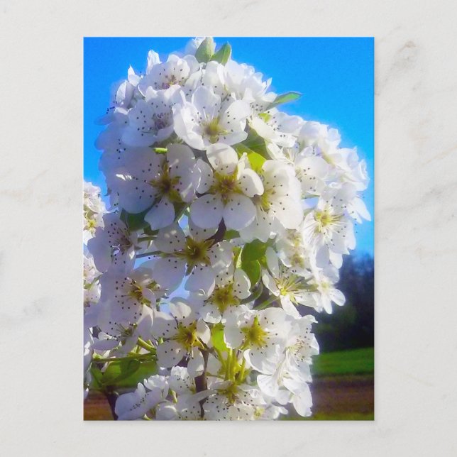 Postal Festiva Rama floreciendo de una pera (Anverso)