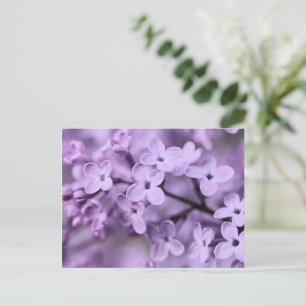 Postal Festiva Ramas de flores moradas de Lilac