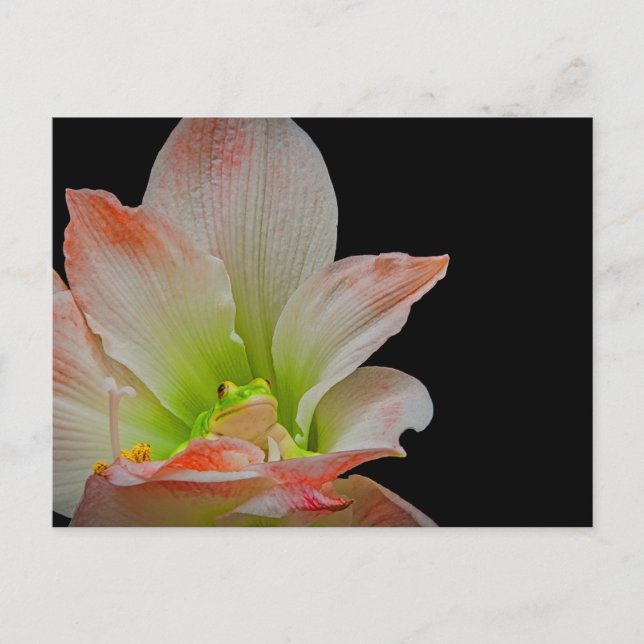 Postal Festiva Rana de San Valentín (Anverso)