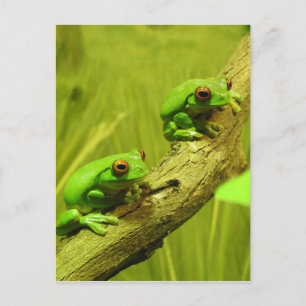 Postal Festiva ranas arbóreas Rojo-observadas