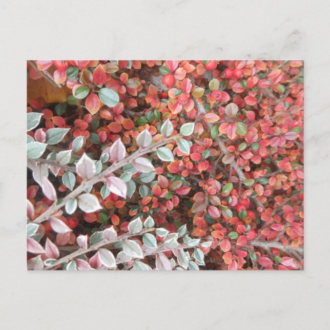 Postal Festiva Red and Green Leaves DIY Postcard (Anverso)