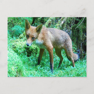 Postal Festiva Red Fox Cub