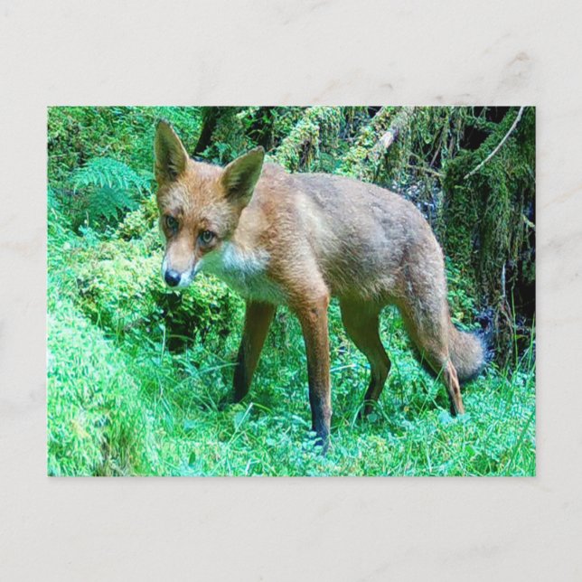 Postal Festiva Red Fox Cub (Anverso)