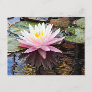 Postal Festiva Reflejos de Nenúfares