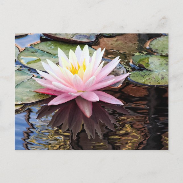 Postal Festiva Reflejos de Nenúfares (Anverso)