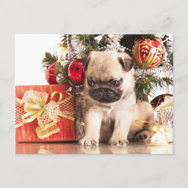 Postal Festiva Regalos de cerdos y Navidades (Anverso)