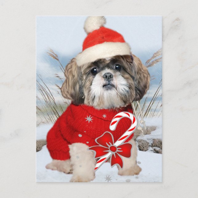 Postal Festiva Regalos de Shih Tzu Santa Paws (Anverso)