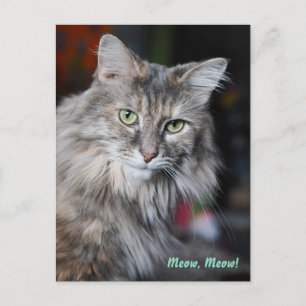 Postal Festiva Retrato de gato Meow Meow