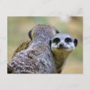 Postal Festiva Retrato de los meerkats o suricates
