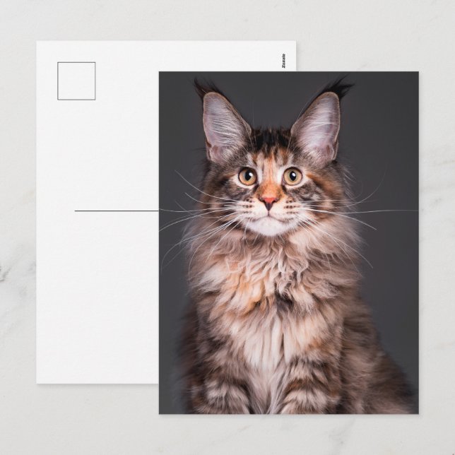 Postal Festiva Retrato de Maine Coon (Anverso / Reverso)