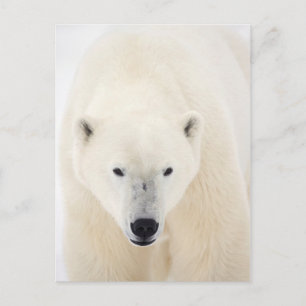 Postal Festiva Retrato de un oso polar