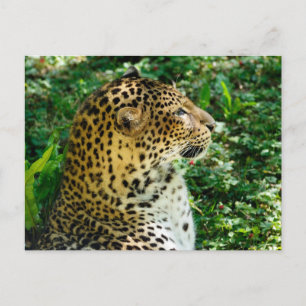 Postal Festiva Retrato del leopardo de Javan visto desde su perfi