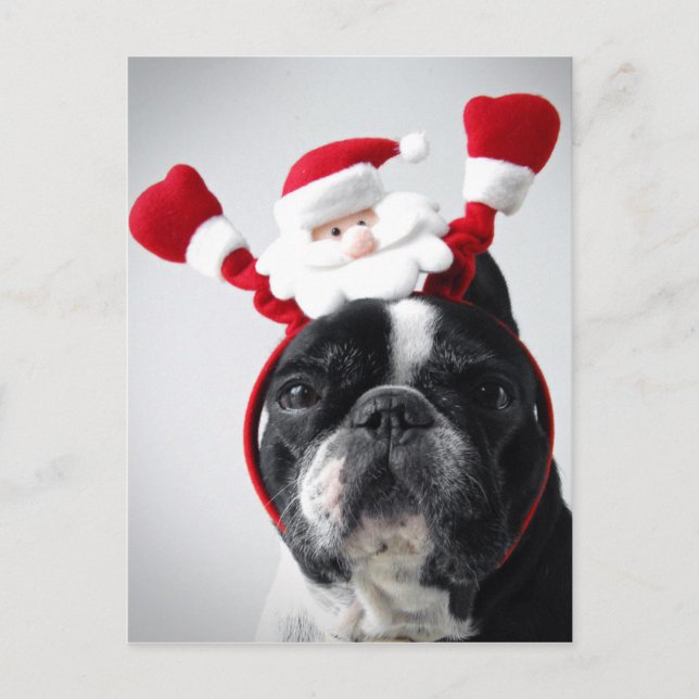 Postal Festiva Retrato navideño de bulldog francés (Anverso)