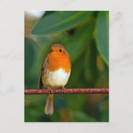 Postal Festiva Robin navidades