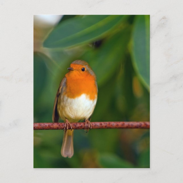 Postal Festiva Robin navidades (Anverso)