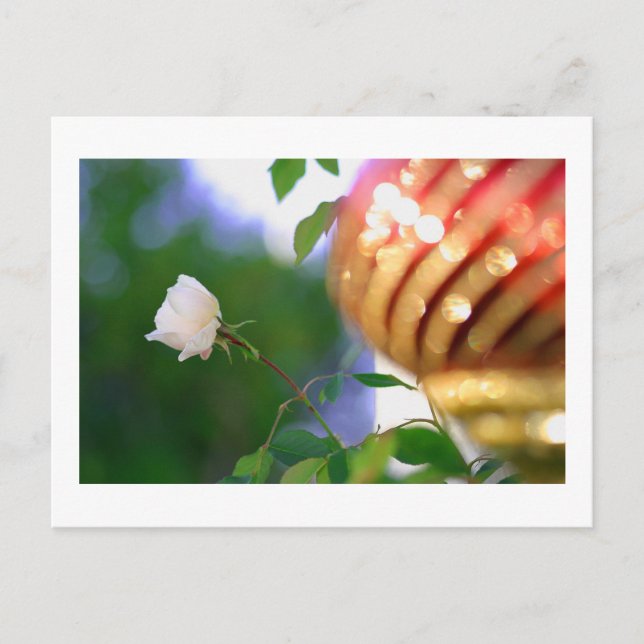 Postal Festiva Rosa de Navidades blancos (Anverso)