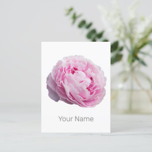 Postal Festiva Rosa Peony Blossom Para Flor Y Amante De Jardín