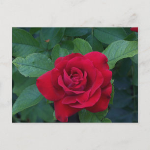 Postal Festiva Rosa Roja de Cerca