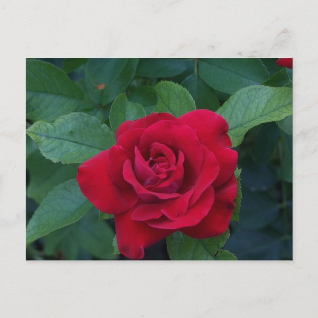 Postal Festiva Rosa Roja de Cerca (Anverso)