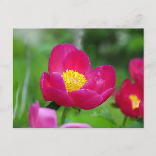 Postal Festiva Rosa rosa caliente (Anverso)