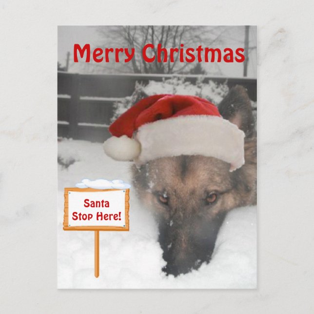 Postal Festiva Rótulo Postcard German Shepherd Santa Stop Here (Anverso)