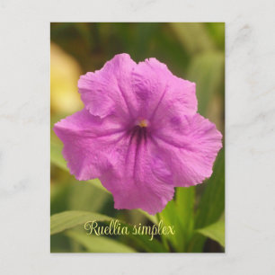 Postal Festiva Ruellia simple