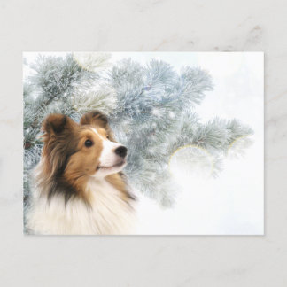 Postal Festiva Sable Sheltie Navidades