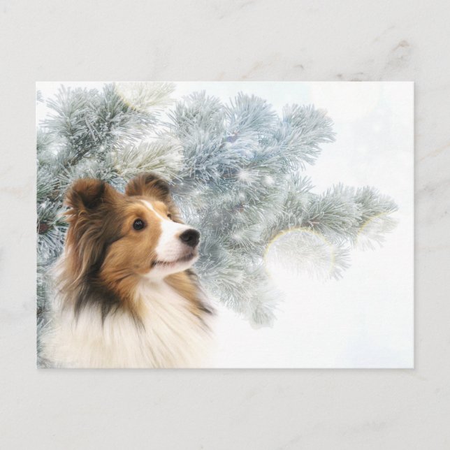 Postal Festiva Sable Sheltie Navidades (Anverso)