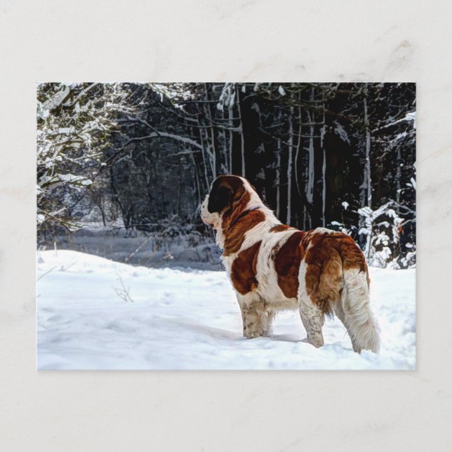 Postal Festiva Saint Bernard snow photographic Christmas greeting (Anverso)