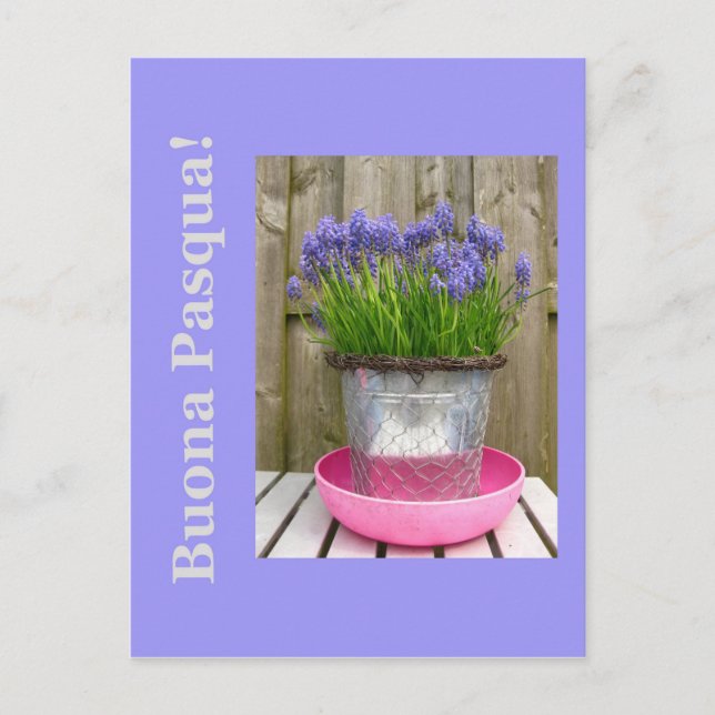 Postal Festiva Saludo de Pascua de frecuentes hiacintos azules -  (Anverso)