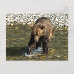 Postal Festiva Salvaje Grizzly Tratando De Captar Salmón En El To
