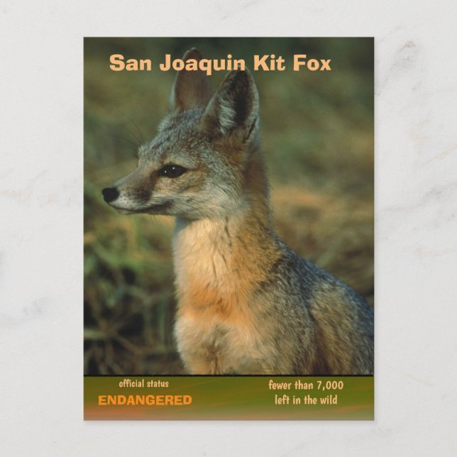 Postal Festiva San Joaquin Kit Fox está en peligro - (Anverso)