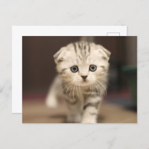 Postal Festiva Scottish Fold Kitten