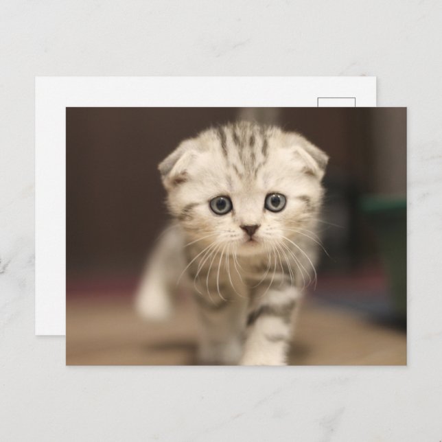 Postal Festiva Scottish Fold Kitten (Anverso / Reverso)