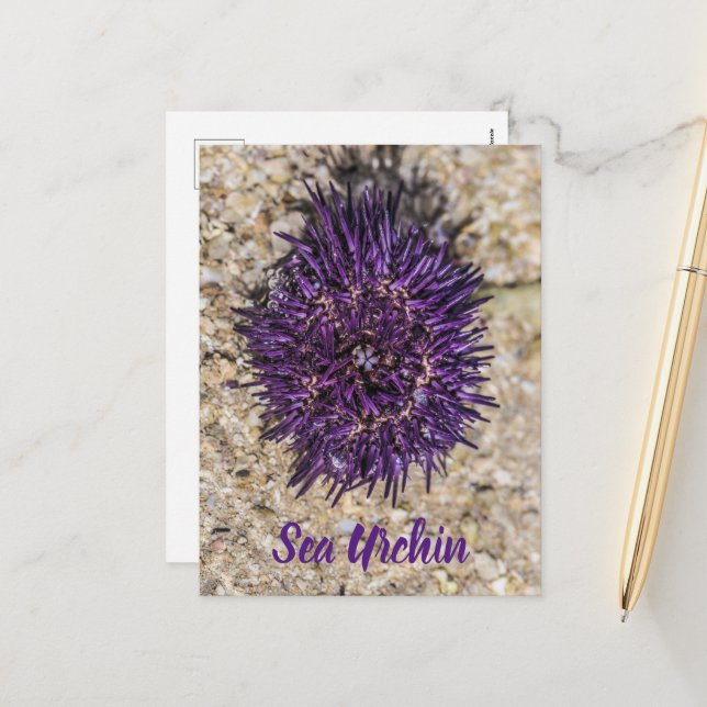 Postal Festiva Sea Urchin Ocean Beach Holiday Summer Souvenir (Anverso/Reverso In Situ)