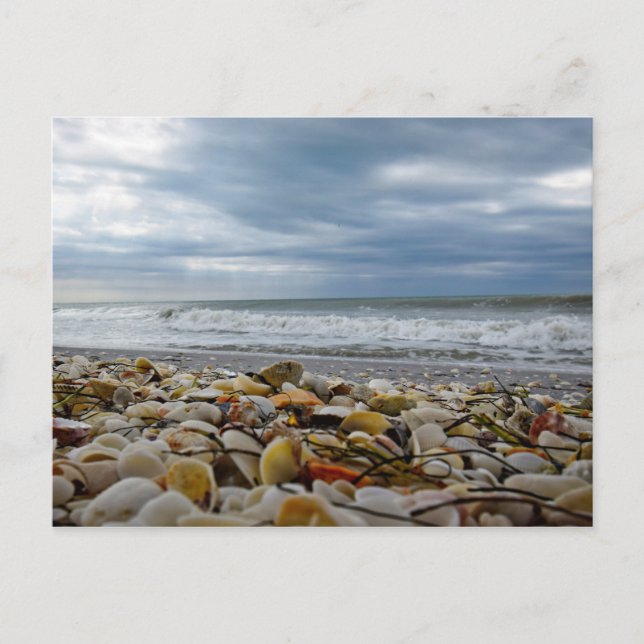 Postal Festiva Seashells on the Shore of Gasparilla Island (Anverso)