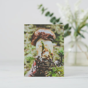 Postal Festiva Setas Porcini en el bosque sueco