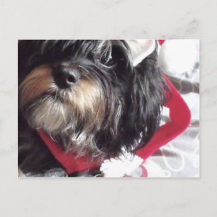 Postal Festiva Shih Poo, navidades