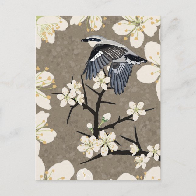 Postal Festiva Shrike (Anverso)