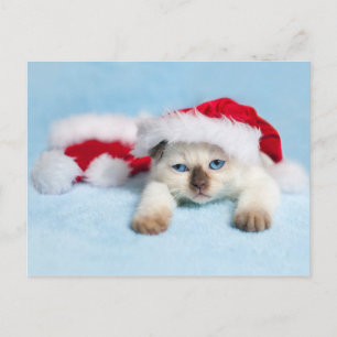 Postal Festiva Siamese Kitten: Navidades Kitty