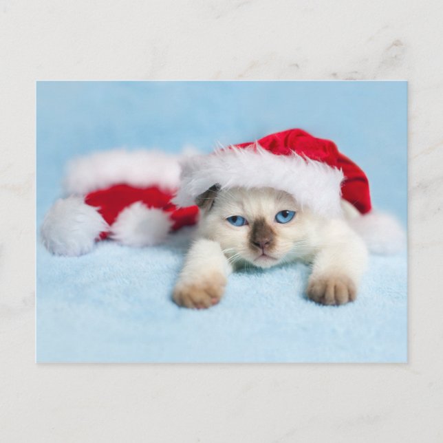 Postal Festiva Siamese Kitten: Navidades Kitty (Anverso)