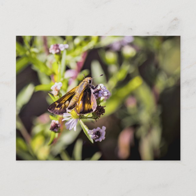 Postal Festiva Skipper Butterfly (Anverso)