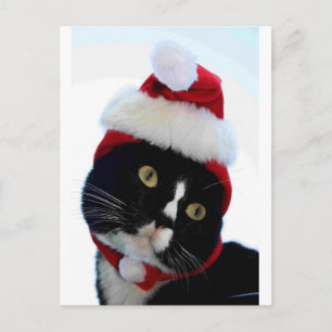 Postal Festiva Sombrero de gato negro y blanco con aspecto de Som