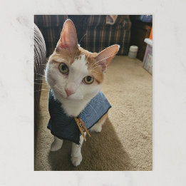 Postal Festiva Stop Embarrassing Me! Postcard