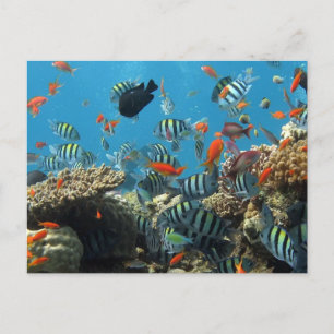 Postal Festiva Stripey Tropical Fish Coral Chaos